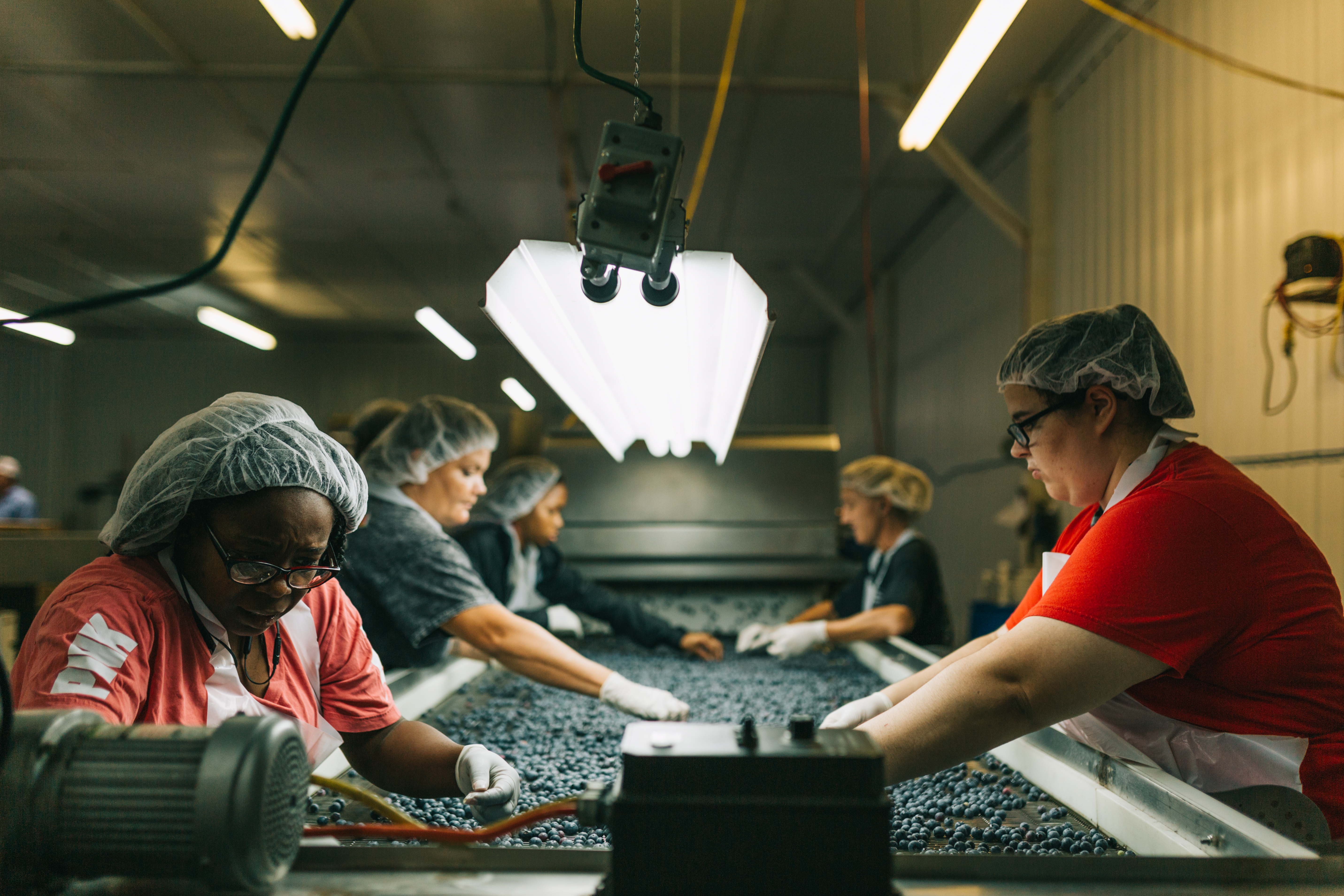 Employees of Rabbiteye winery sorting blueberries.